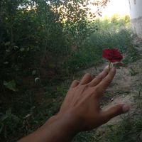 Shohjahon