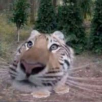 дилбар