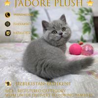 J'adore Plusn