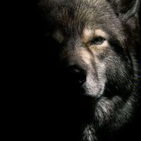 Rustam