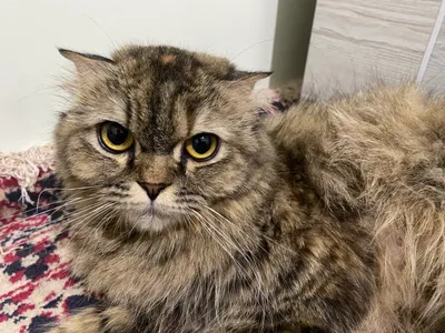 Кошка Скоттиш-Фолд
