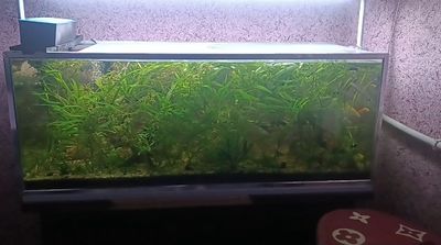 Akvarium oʻsimliklari skidkada sotiladi
