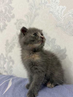 Продается очаровательный котёнок!