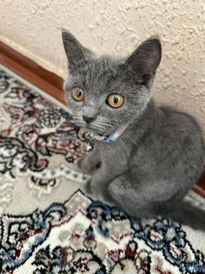 Britan shorthair. Sian