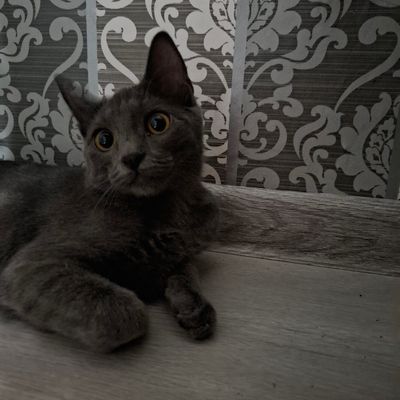 кошка шатланская,3 месячная,девочка