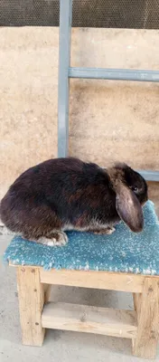 Quyon goʻshti sveji Soyib beramiz 24/7