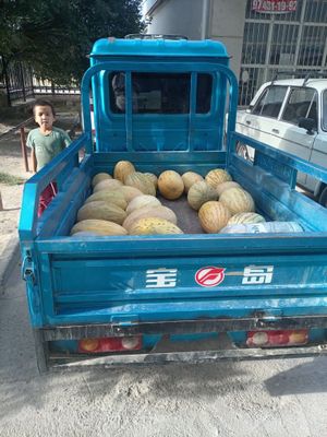 Moped BODO (kok rang)