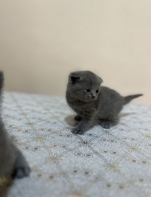 Кошка скотиш фолд чистокровный парода