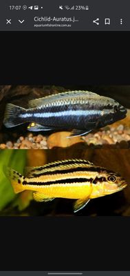afrika cichlid sotiladi avratus-kimpuma orenj