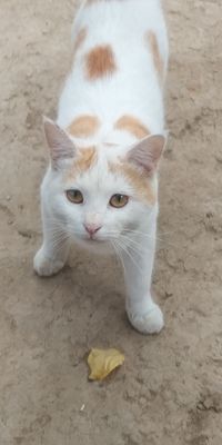 Mushuk котенок