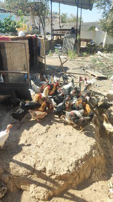 Курочки и Петушки домашние продаются. Все чистые и привитые.