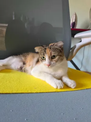 Молодая кошечка ищет семью.