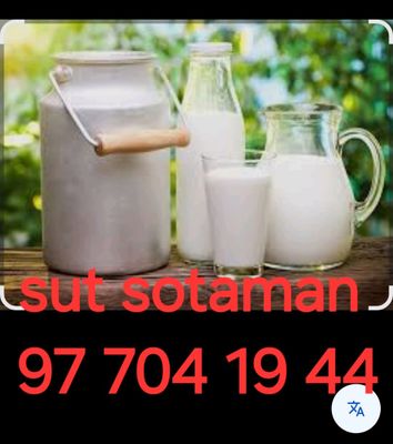 Sut sotaman