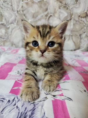 Продажа породистых котят