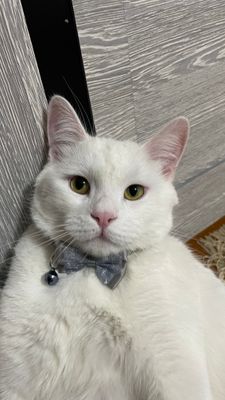 Кот турецкая ангорка