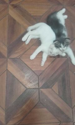 Продаются котята вислоухие