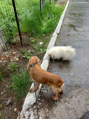 Cобаки