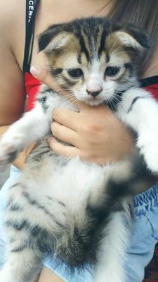 Продаются котята
