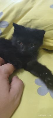 Котёнок черный мальчик
