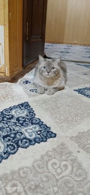 Мушук сотилади. Ерке мушук уйда бокилган