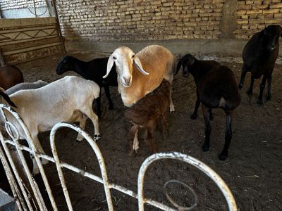 арашан она боласи
