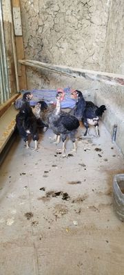 Damashqni toviq sotiladi tuxum qoyadi