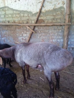 Кучкор куконда семиз куй азгинча ками бор