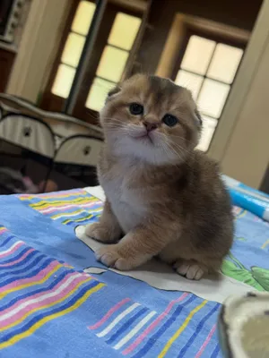 Продаются котята Шотландской породы!