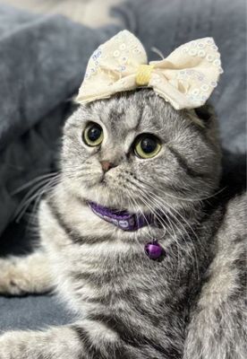 Серебристая шиншила
