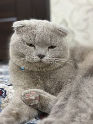 Скоттиш Фолд сотилади