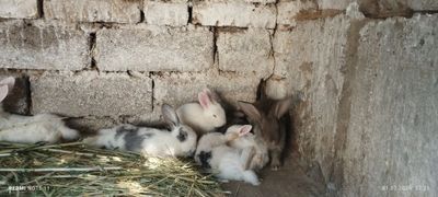Продаются кролики
