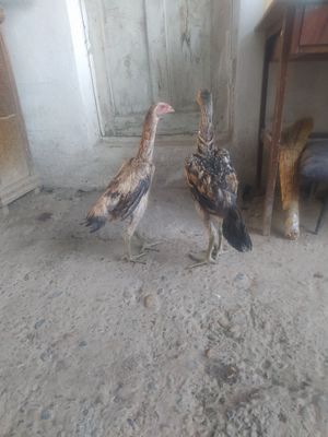 Juja mokyonla sotiladi ganoy va kareya