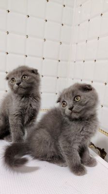 Продаётся вислоухие котята