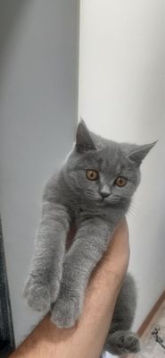 британская короткошёрстная кошка