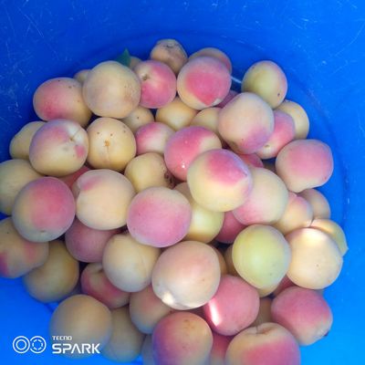 Shaftoli shirin zaldori qizil