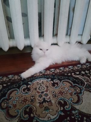 Продаёться котик
