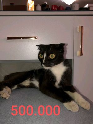 кошка Скотиш фолд Весеоуха