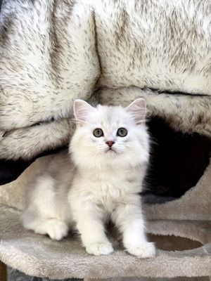 Британский шиншилла