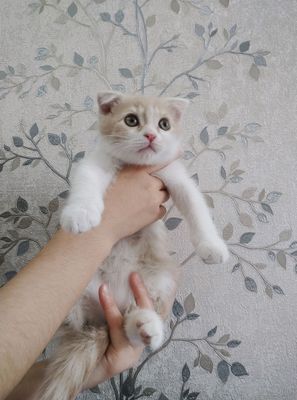 шотландский вислоухий