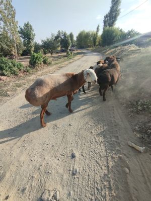 Zotor qoʻchqor sotiladi
