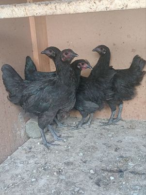 Кора шахзода- зотдор товук , йирик жужа сотилади.