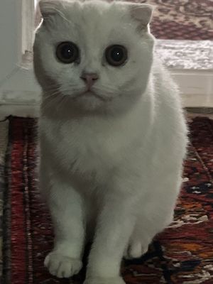 Oq mushuk aqilli parodali