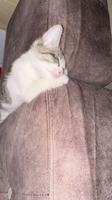 Продаётся котёнок девочка