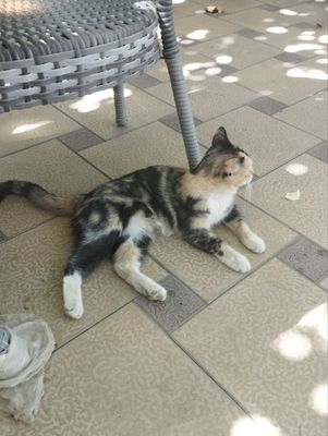 Zotdor tigr laqabli mushuk