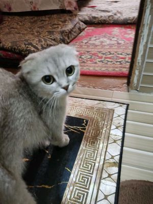 животные