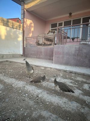 Товуслар оиласи сотилади