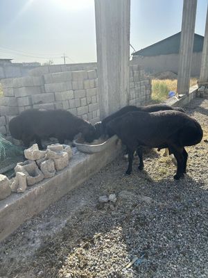 Куйлар бо сотилади