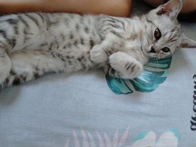 Продам котёнка 4 мес за очень хорошую цену породистый