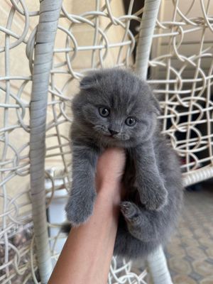 Тоза зотли мушукчалар сотилади