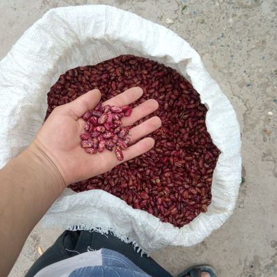 FASOL 2.5 tonna bor Sotiladi
